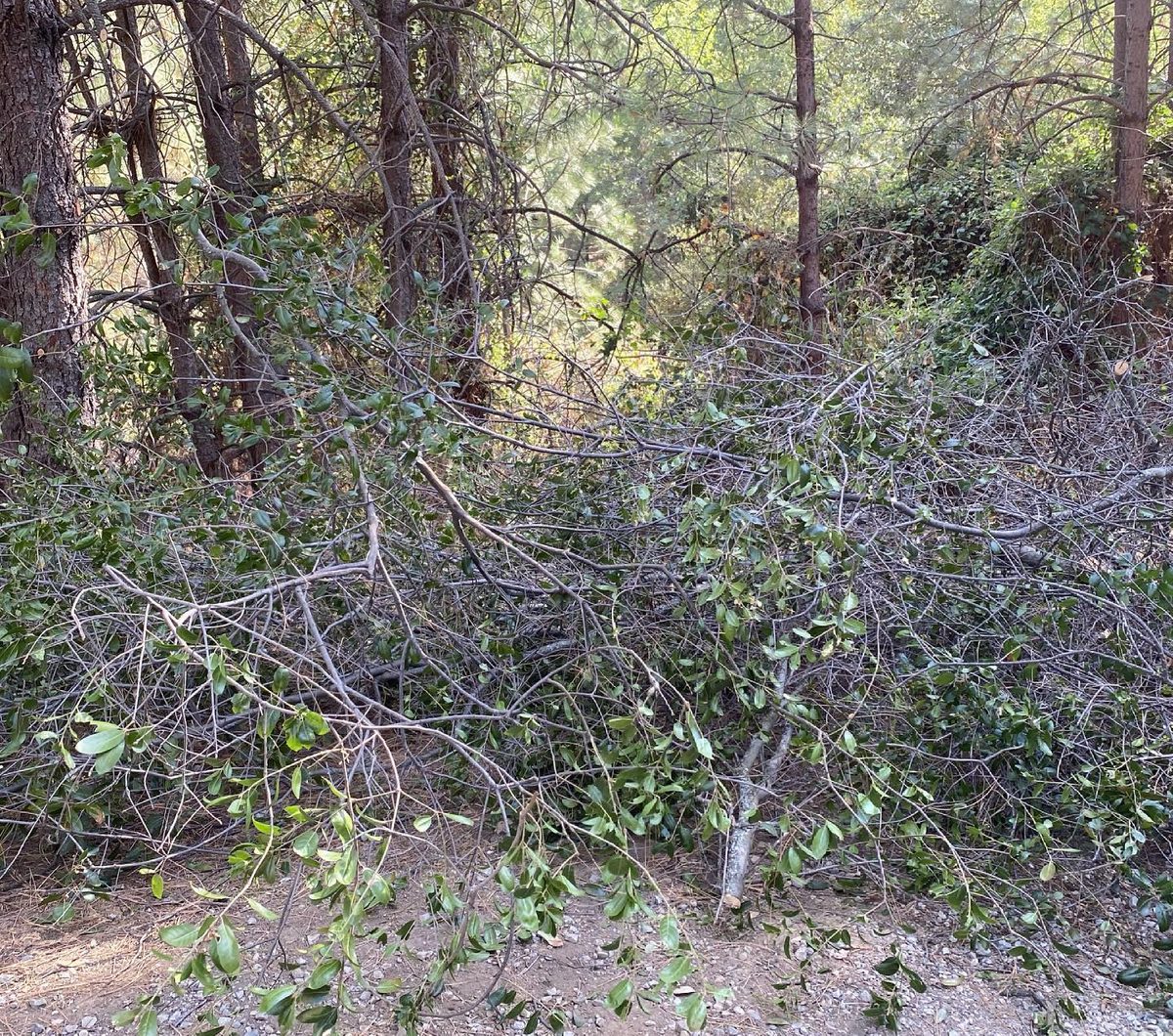 Yard waste and fallen tree branches cleared from a wooded property